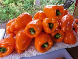 Afbeeldingsresultaat voor orange sun sweet pepper