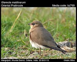 Image result for Glareola maldivarum
