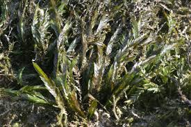 Attēlu rezultāti vaicājumam “Fontinalis antipyretica”