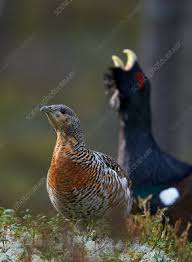 Attēlu rezultāti vaicājumam “Tetrao urogallus female”