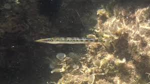 Image result for Sphyraena viridensis