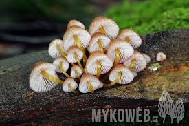 Attēlu rezultāti vaicājumam “Mycena renati”