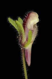 Attēlu rezultāti vaicājumam “Microrrhinum minus leaf”