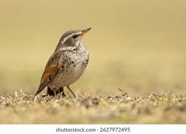 Image result for Turdus eunomus