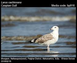 Image result for Larus cachinnans