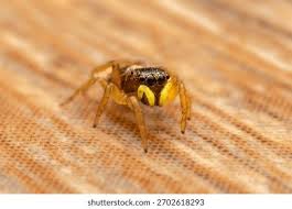 Attēlu rezultāti vaicājumam “Heliophanus sp.”