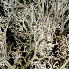 Attēlu rezultāti vaicājumam “Cladonia rangiferina”