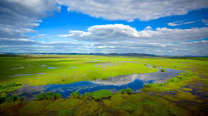 Billedresultat for kakadu n...