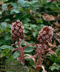 Image result for Petasites officinalis