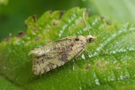 Attēlu rezultāti vaicājumam “Capua vulgana”