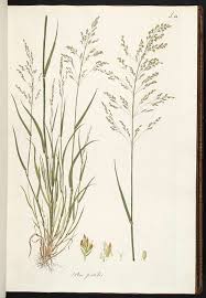 Attēlu rezultāti vaicājumam “Poa palustris”