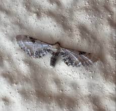 Attēlu rezultāti vaicājumam “Eupithecia centaureata”