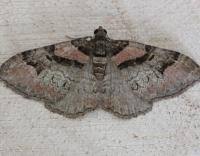 Attēlu rezultāti vaicājumam “Catarhoe rubidata”