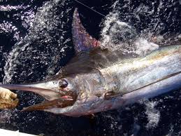 Image result for Makaira nigricans