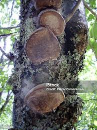 Attēlu rezultāti vaicājumam “Phellinus pomaceus”