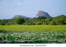 Image result for Яла заповедник