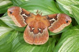 Attēlu rezultāti vaicājumam “Saturniidae”