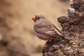 Image result for Bucanetes githagineus