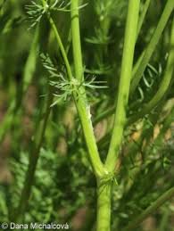 Attēlu rezultāti vaicājumam “Carum carvi leaf”