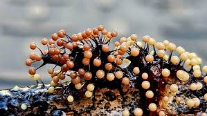 Attēlu rezultāti vaicājumam “Collaria arcyrionema”