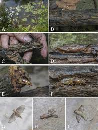 Attēlu rezultāti vaicājumam “Aphrophoridae imago”