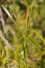 Attēlu rezultāti vaicājumam “Carex pseudocyperus”