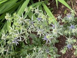 Attēlu rezultāti vaicājumam “Eryngium planum”