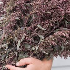 Image result for Atriplex hortensis