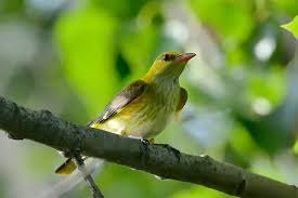Attēlu rezultāti vaicājumam “Oriolus oriolus female”