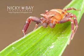 Image result for crab spider