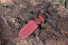 Attēlu rezultāti vaicājumam “Cucujus cinnaberinus”