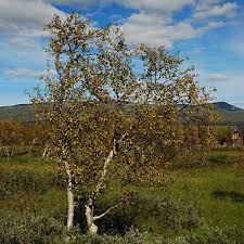 Attēlu rezultāti vaicājumam “Betula pubescens”