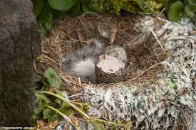 Attēlu rezultāti vaicājumam “Rissa tridactyla nest”