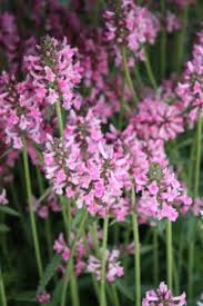 Attēlu rezultāti vaicājumam “Stachys officinalis”