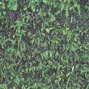 Attēlu rezultāti vaicājumam “Eurhynchium hians”