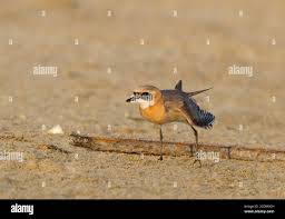 Image result for Charadrius mongolus