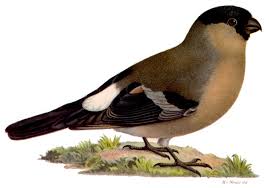 Attēlu rezultāti vaicājumam “Pyrrhula pyrrhula female”