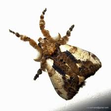 Attēlu rezultāti vaicājumam “Catocala fulminea”