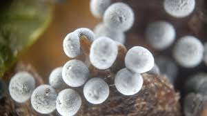 Attēlu rezultāti vaicājumam “Didymium squamulosum macro”