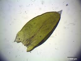 Attēlu rezultāti vaicājumam “Racomitrium canescens”