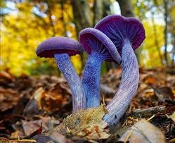Attēlu rezultāti vaicājumam “Laccaria amethystina”