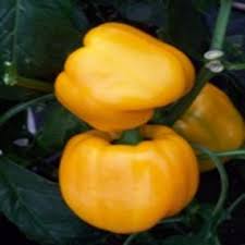 Afbeeldingsresultaat voor topepo giallo sweet pepper