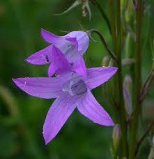 Image result for Campanula rapunculus