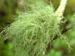 Attēlu rezultāti vaicājumam “Usnea filipendula”