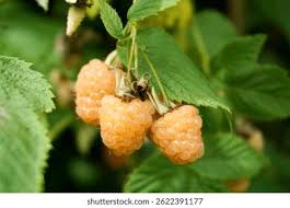 Attēlu rezultāti vaicājumam “Rosa subcanina fruit”