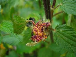 Attēlu rezultāti vaicājumam “Puccinia urticata”