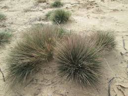 Attēlu rezultāti vaicājumam “Corynephorus canescens fruit”