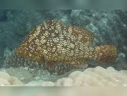 Image result for Dermatolepis inermis