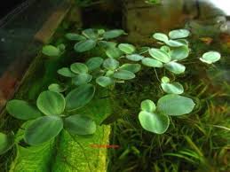 Attēlu rezultāti vaicājumam “Pistia stratiotes leaf”