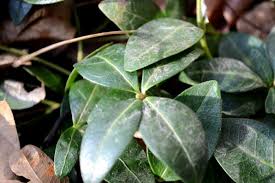 Attēlu rezultāti vaicājumam “Vinca minor leaf”